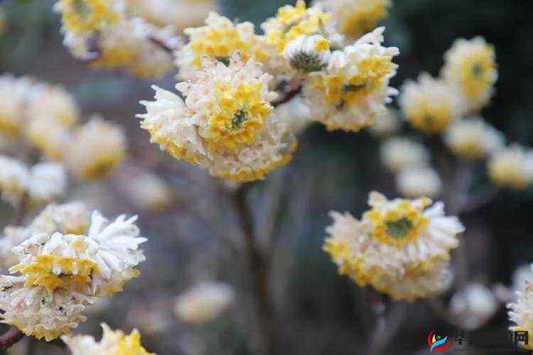 恩达瑞尔梦花在哪？揭秘材料梦花获得位置