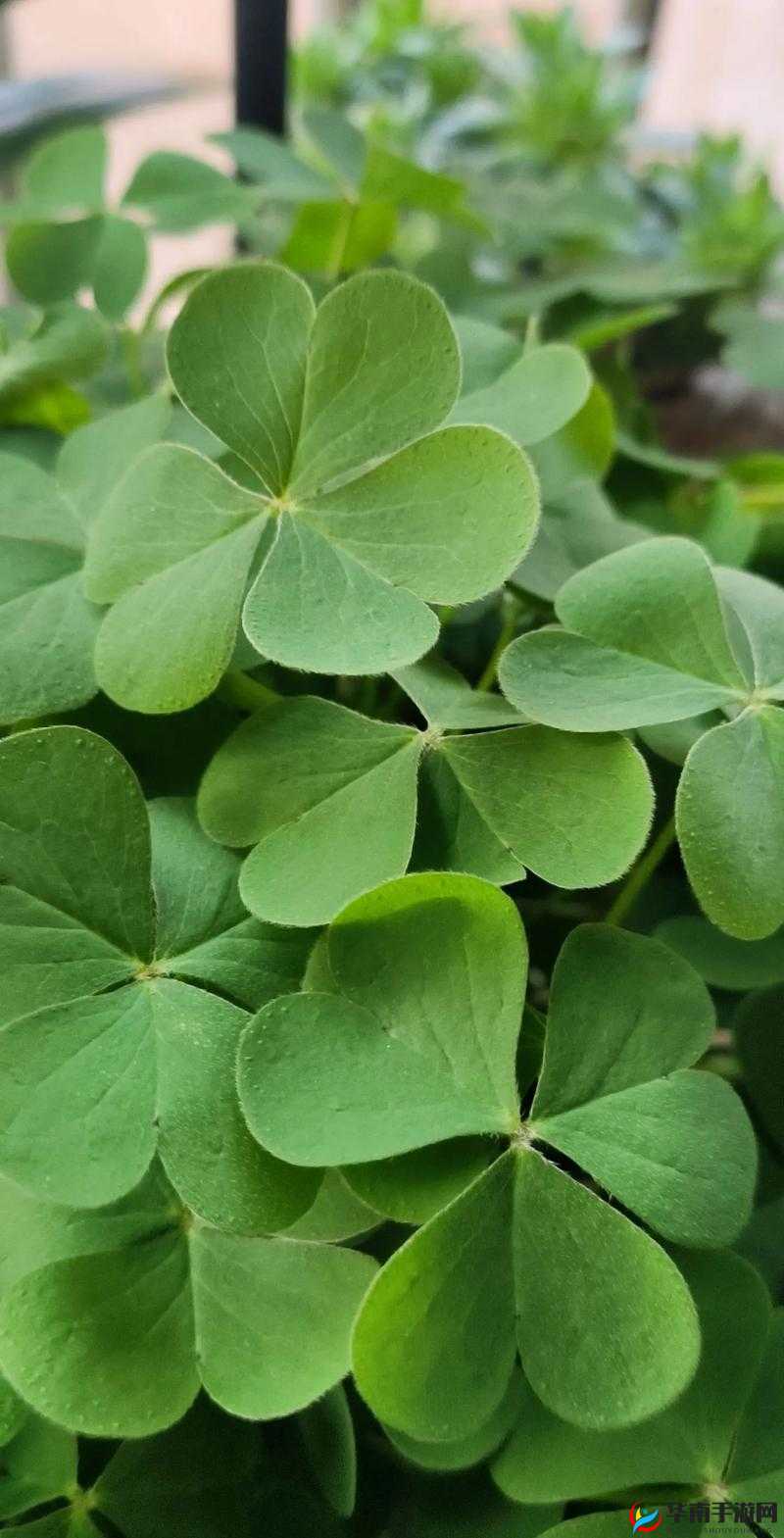 成品人精品人区别的四叶草：珍稀与平凡的代表