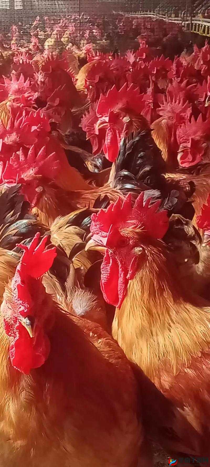 海角精产国品一二三:独特魅力与品质