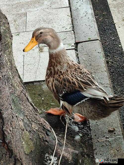 教官掀起衣服含着奶头高 H：训练中的意外激情一幕