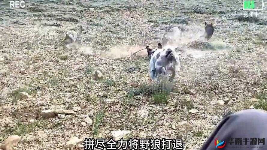 DayZ野外狼群应对策略：有效应对狼群的生存技巧分享