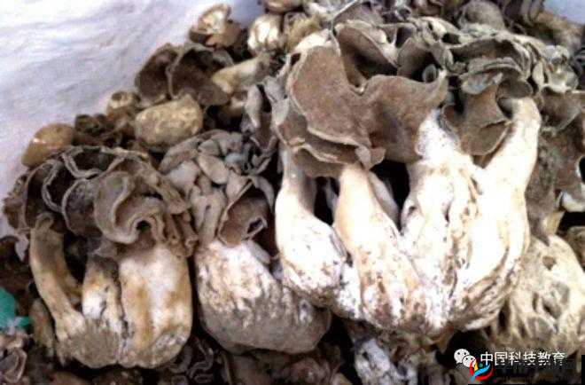 紫黑色蘑菇头顶开花缝：神奇的自然现象