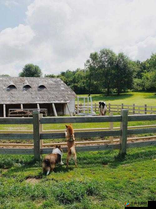 ZOOMSERVO 牧场：自然与生态的融合之所