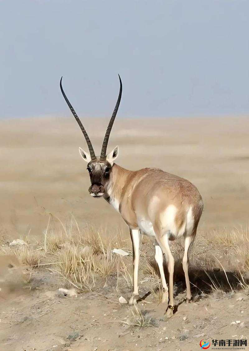 2024 无人区码一码二码三码的解析与探讨