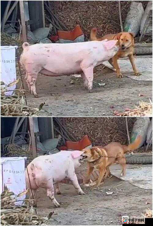 人or猪or狗已彻底下架老用户：引发的争议与思考