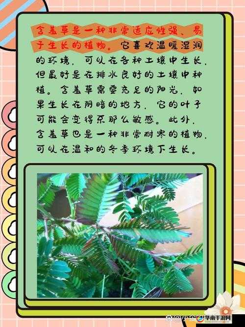 含羞草品种盘点-含羞草四大品种之详细介绍与特点剖析