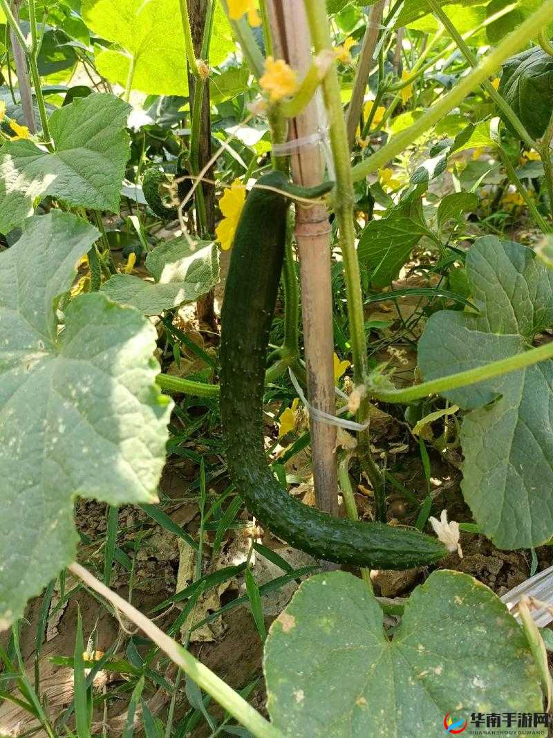 芒果草莓茄子丝瓜黄瓜 2 ：新鲜蔬果的奇妙世界之旅