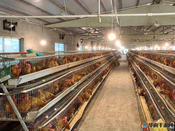 我获得了肉禽系统：开启养殖致富的全新征程