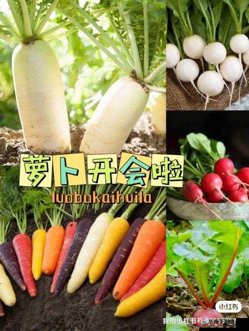 拨萝卜又叫降黄 9.1 ：探寻其独特魅力与价值所在