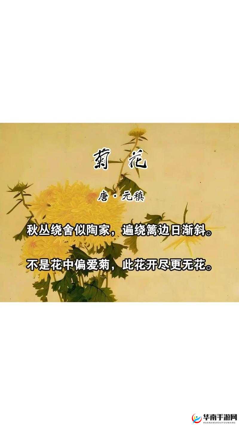 菊花放一支笔：在宁静角落中绽放的诗意与遐想