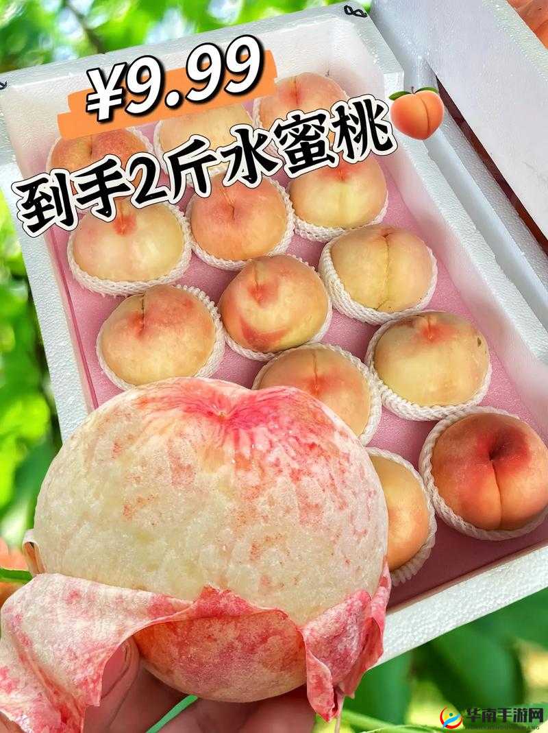 日本水蜜桃品种岭风大受欢迎：品质卓越口感佳成市场新宠