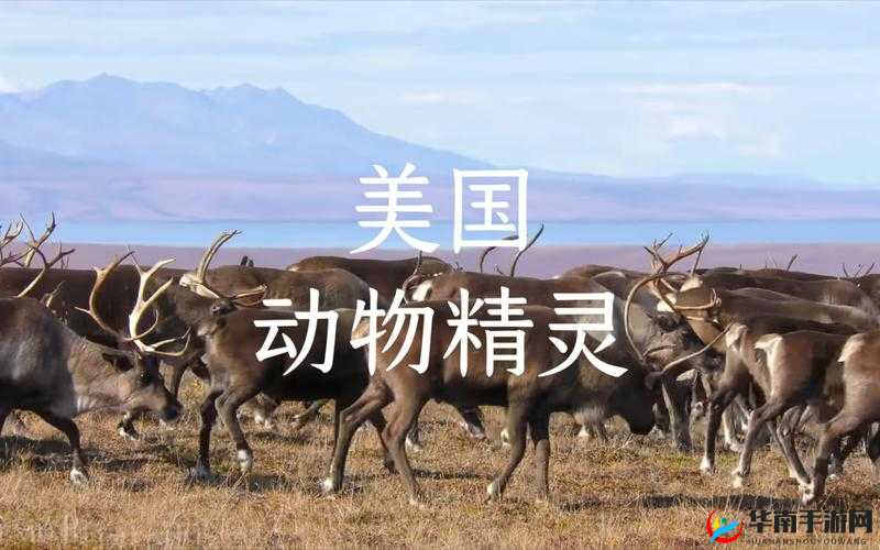 美国ZOOM 动物高清资源：关于其内容特点与价值的探讨