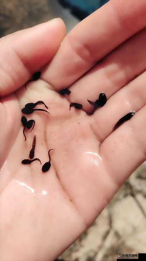 蝌蚪窝久久：一个充满趣味和探索的神奇地方