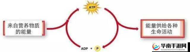 探索体内蕴含的精 69XXXXXx 精油的神奇奥秘