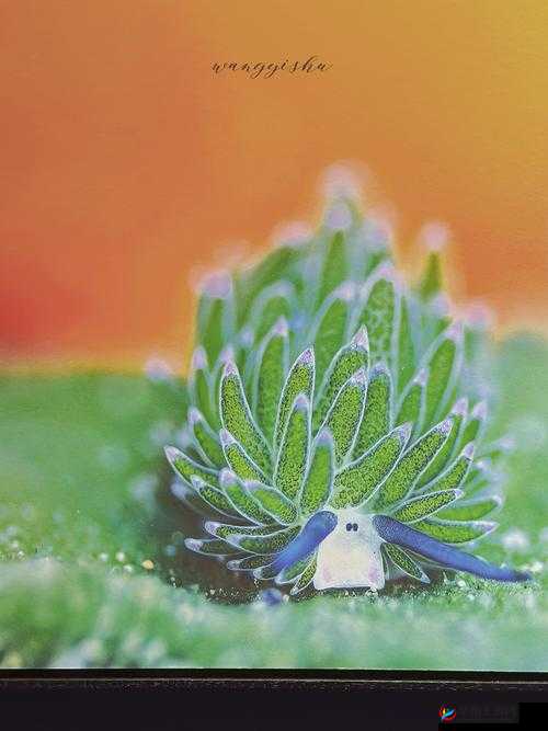 色屋视频：探索独特艺术与情感的奇妙世界