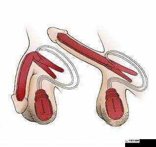 男性勃起完整过程无遮挡的自然呈现与奥秘探讨