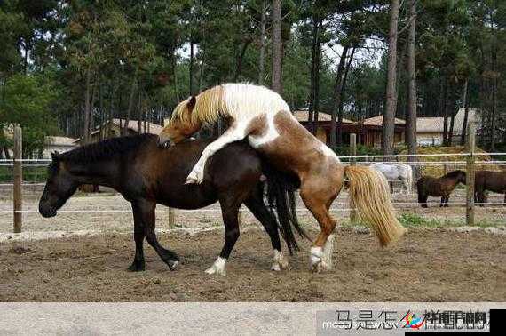 探索人马是怎么样配的种技术的奥秘:关于人马配种技术的深入研究与探讨