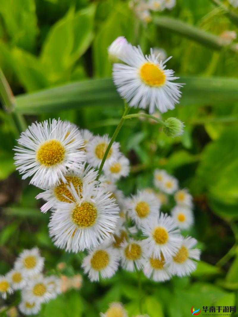 野花日本高清在线观看：欣赏大自然的美丽与奥秘