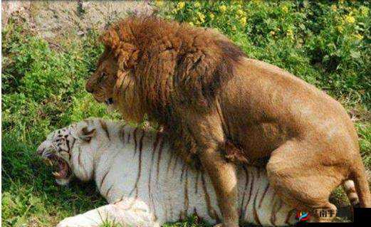 人与嘼交互：人性与兽性的挣扎