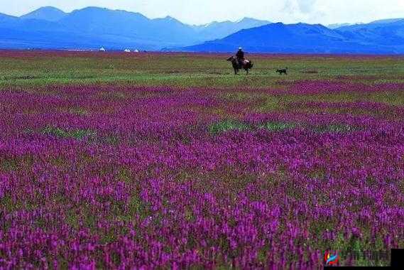 野花韩国视频在线观看免费播放：精彩内容不容错过