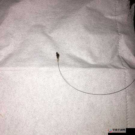 有一根又黑又硬的东西到底是什么引发众人好奇