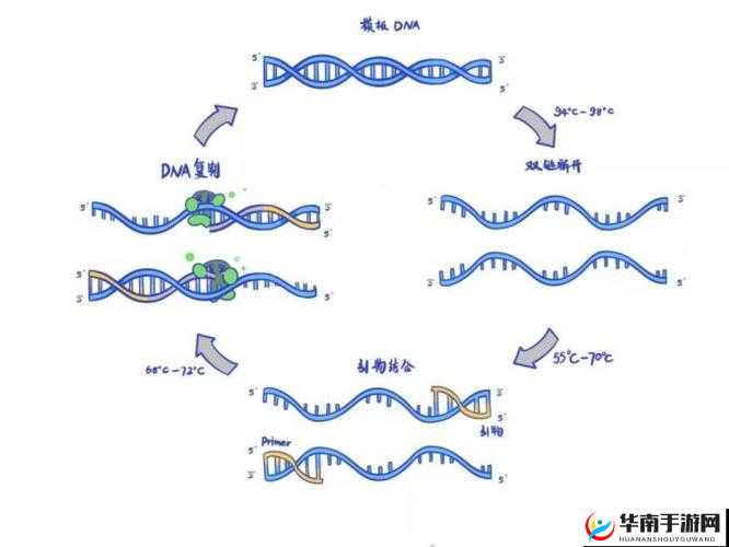 DNA 非特异性杂交：探究基因奥秘的关键技术