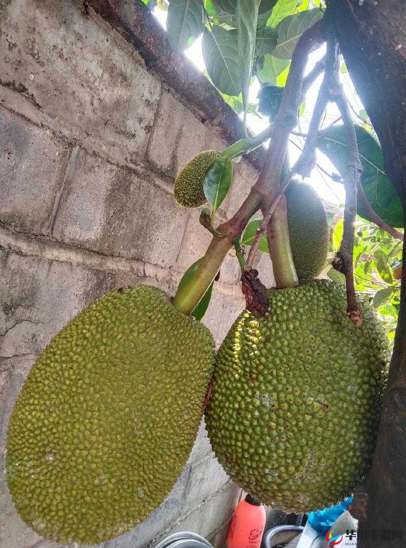 菠萝菠萝蜜视频免费看 5 :带来精彩视听享受之旅