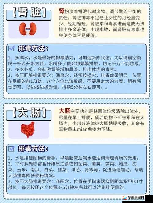 顶级村医第五章排毒要吸：深入解读排毒要吸的关键要点与具体方法