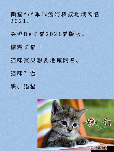 猫咪最新永久地域网名是什么：探索其背后的意义与影响