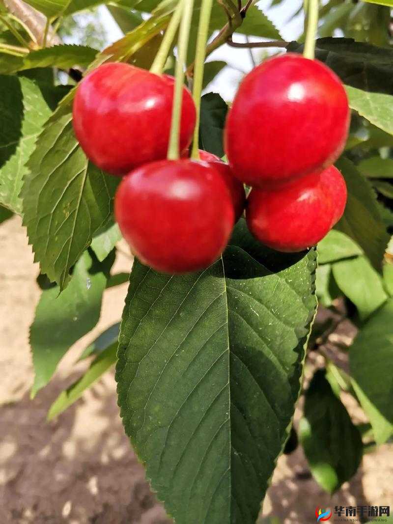 樱桃成熟时 5D :一场独特的视觉盛宴