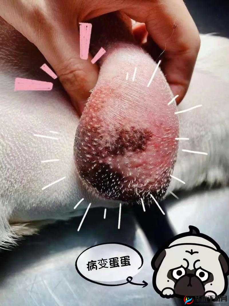 蛋蛋立了长什么样子呢:引发众人好奇的疑问