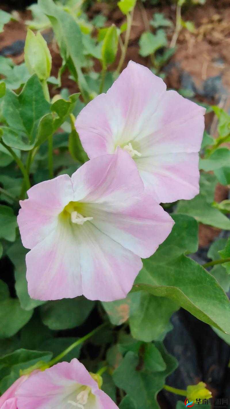 野花日本大全免费高清 7:领略异国风情的精彩影像