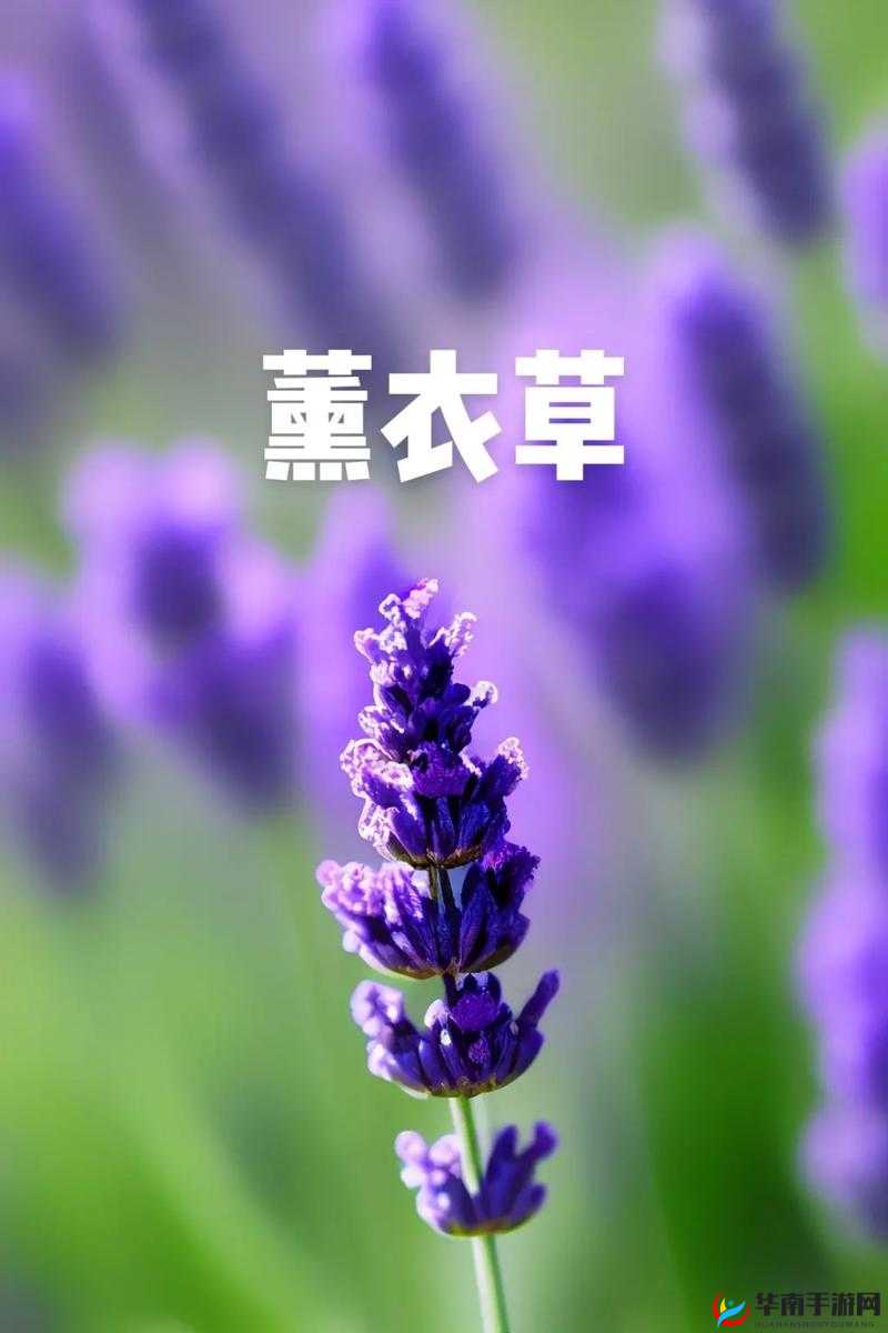 薰衣草研究所网站入口：探索薰衣草奥秘的专业平台