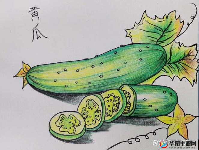 黄瓜的视频画画的图片：探寻蔬菜艺术的奇妙之旅