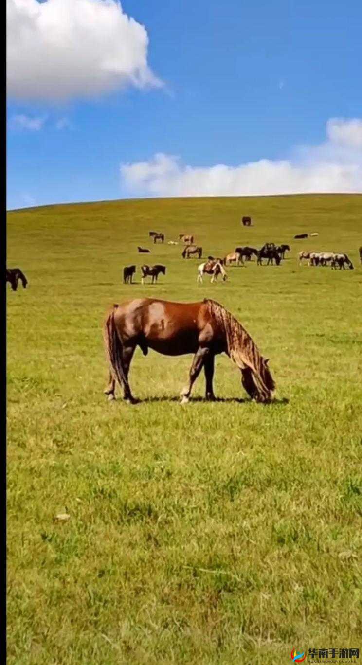 xax manta uzun, haya：哈萨克斯坦野马：驰骋草原的勇士