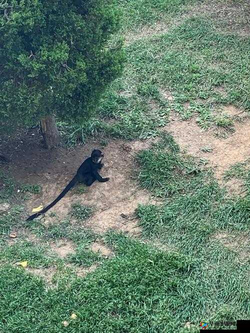 女生与男生奇妙携手共同孕育猴猴子的奇妙之旅