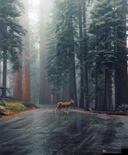 JJZZJJZZ 仙林密踪：揭开神秘仙林背后的隐秘踪迹