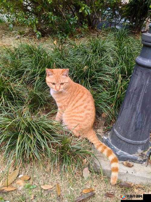 小黄猫星空传媒映人口：关于其独特魅力与深远影响的探讨