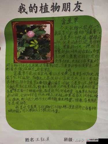 含羞草卡 1 卡 2 卡三卡 2021 精品:独特魅力等你来探索