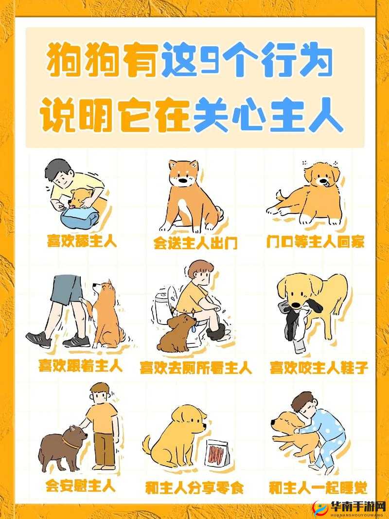 如何正确引导狗狗与人类进行互动