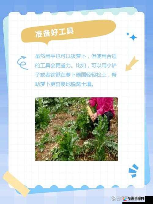 怎样拔萝卜示范怀孕：探索其背后的意义与方法