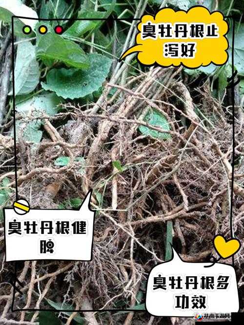 双管齐下TXL金银花：独特功效与广泛应用解析