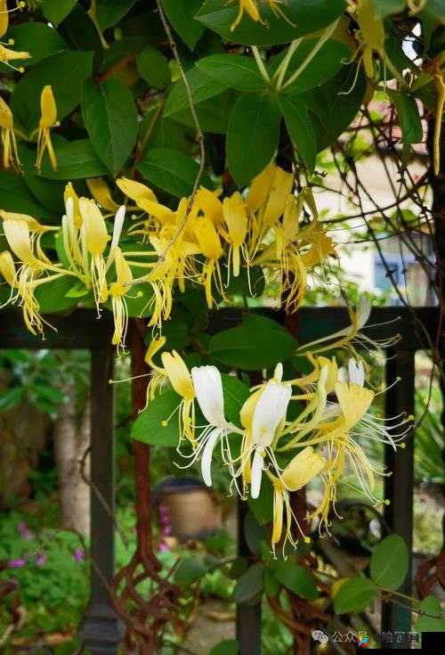 多肉小镇金银花：领略其独特魅力与无限风情