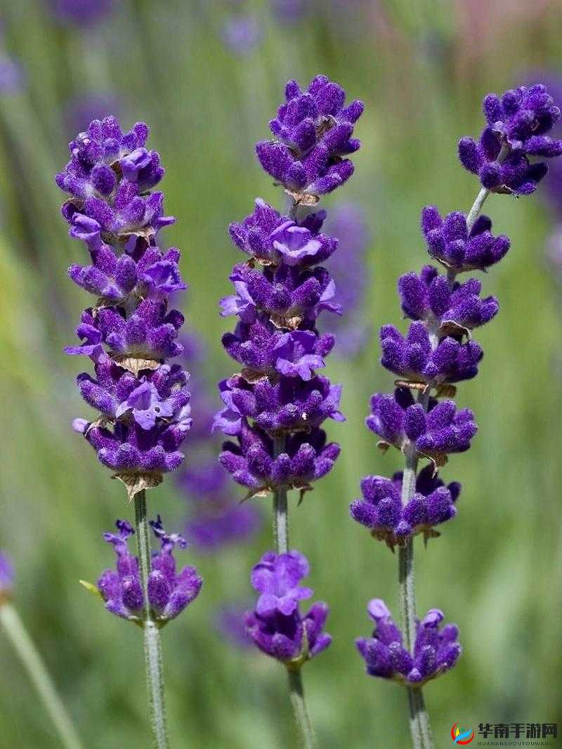 薰衣草免费实验室 2024 下载：畅享便捷资源探索