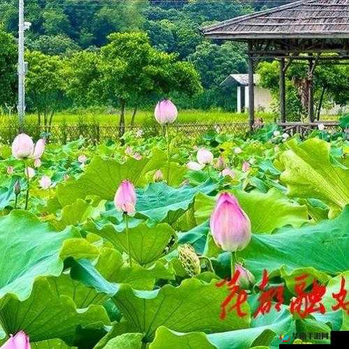 春动莲房:那一抹春日里莲房的灵动之美