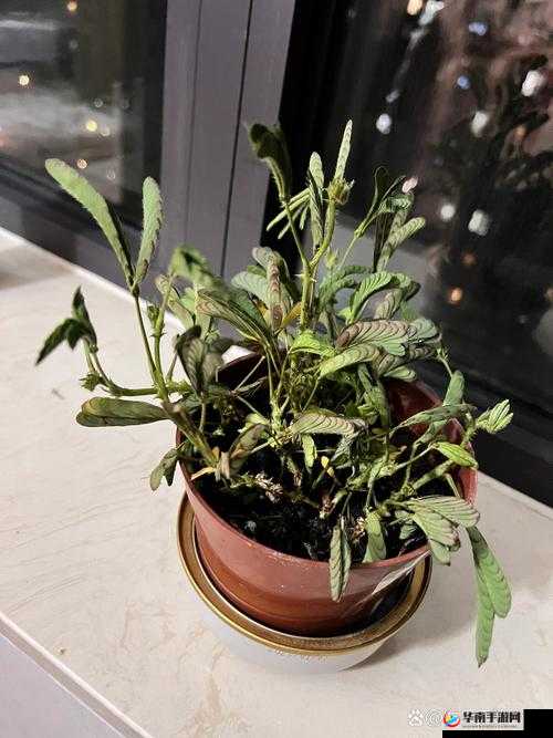 含羞草系列：娇羞绽放的夜晚之花