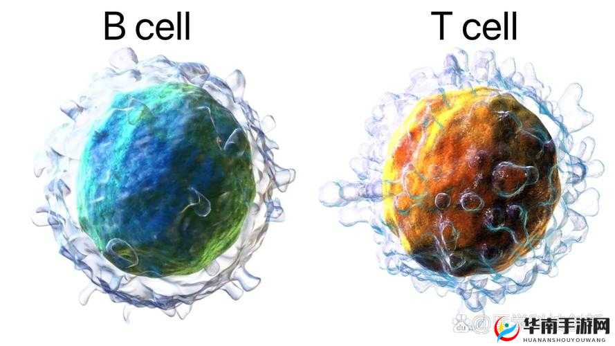 B 大与小的区别：深度剖析其本质与影响