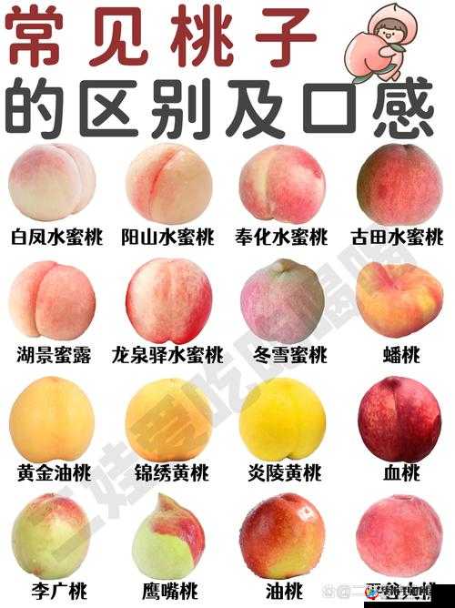 甜蜜多汁的日本水蜜桃品种岭风，你尝过吗