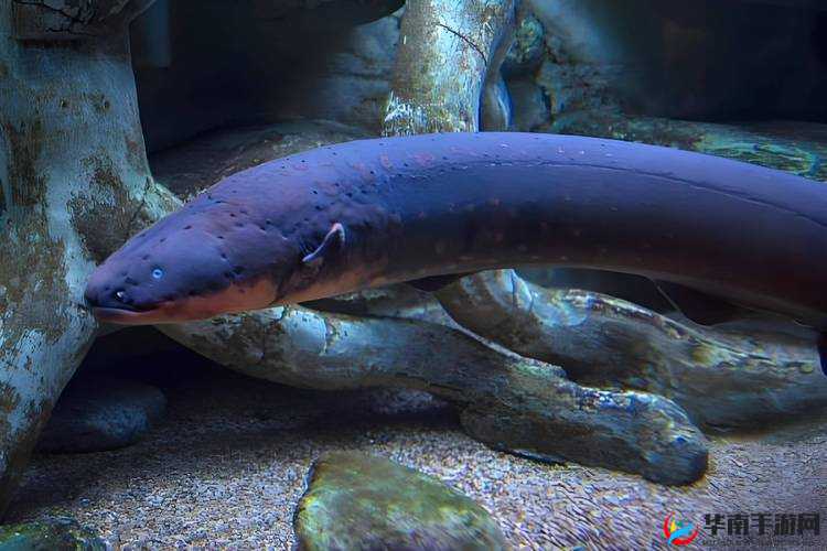 探讨 tobu-HD100porin 背后的精彩与奥秘