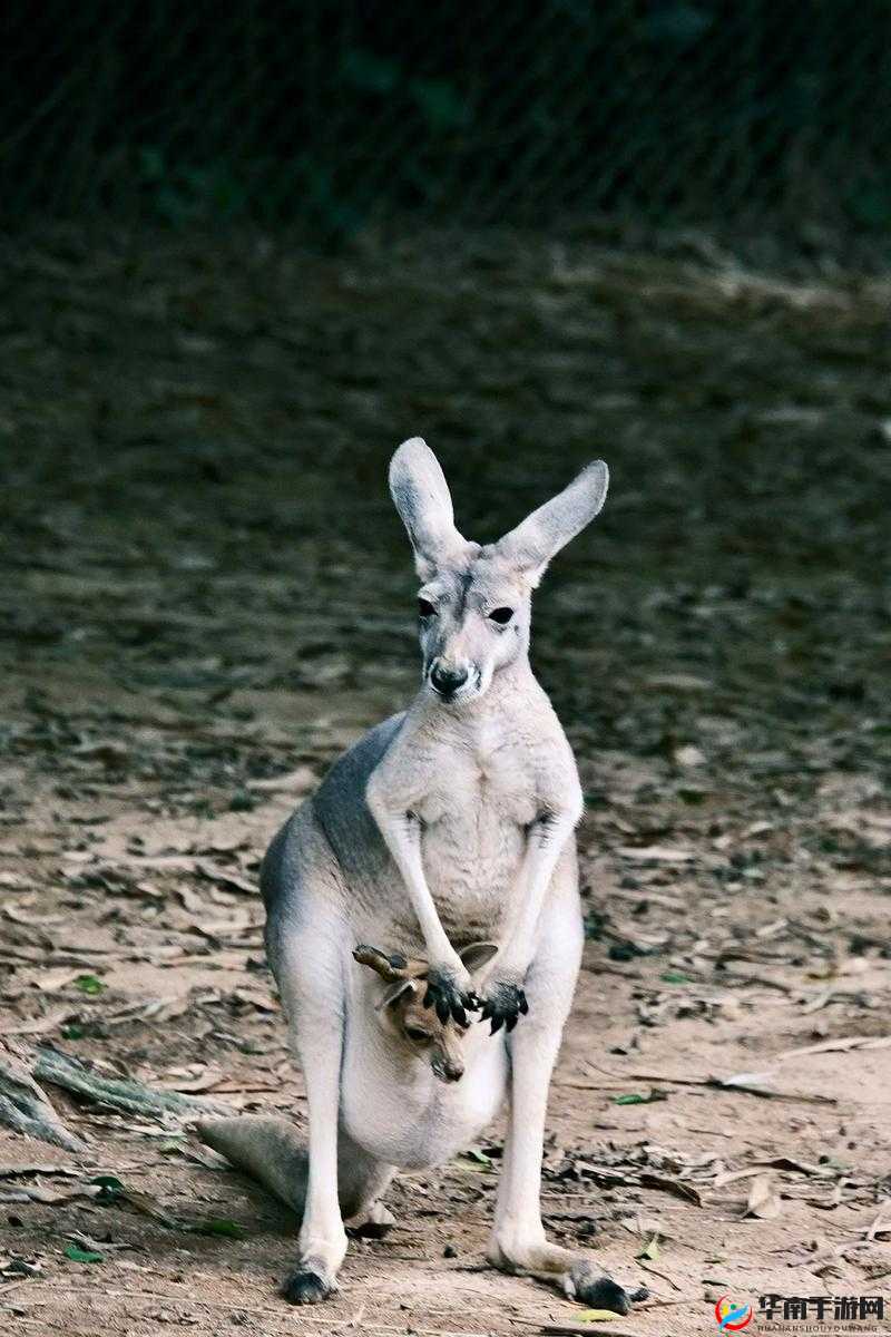 最新美国ZOOM动物-欢迎你 一起探索动物世界的奇妙之处